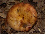 Russula mutabilis image