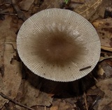 Amanita sect. Vaginatae image