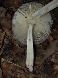 Amanita sect. Vaginatae image