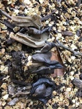 Helvella lacunosa image