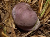 Tylopilus plumbeoviolaceus image