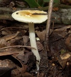 Amanita minutula image