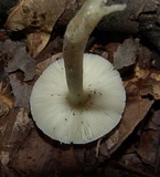 Amanita minutula image