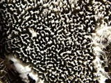 Cerrena unicolor image