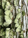 Cerrena unicolor image