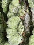 Cerrena unicolor image