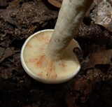 Lactarius subvernalis image
