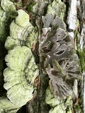 Cerrena unicolor image
