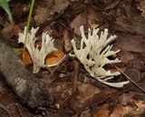 Sebacina schweinitzii image