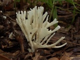 Sebacina schweinitzii image