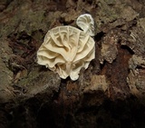 Hemimycena candida image