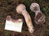 Hypomyces hyalinus image