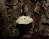 Hemimycena candida image