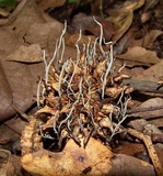 Xylaria liquidambar image