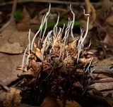 Xylaria liquidambar image