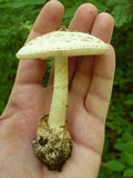 Amanita pseudovolvata image