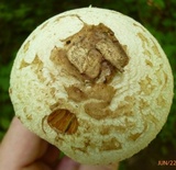 Amanita pseudovolvata image