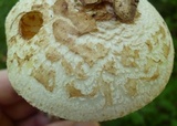 Amanita pseudovolvata image