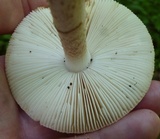 Amanita pseudovolvata image