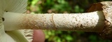 Amanita pseudovolvata image