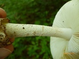 Amanita pseudovolvata image