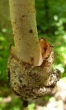 Amanita pseudovolvata image