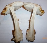 Amanita pseudovolvata image