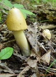 Amanita elongatior image