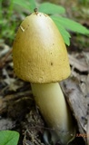 Amanita elongatior image