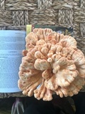 Laetiporus cincinnatus image