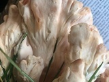 Laetiporus cincinnatus image