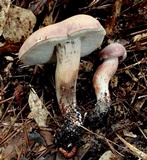 Tylopilus violatinctus image