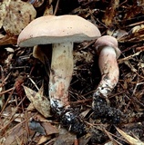 Tylopilus violatinctus image