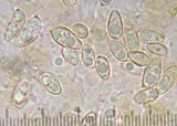 Tylopilus violatinctus image