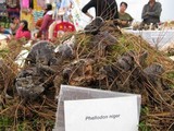 Phellodon niger image