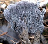 Phellodon niger image