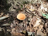 Clitocybe gibba image