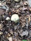 Retiboletus griseus image