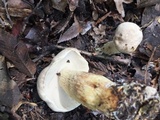 Retiboletus griseus image