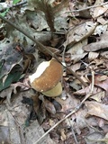 Xanthoconium affine image