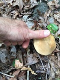 Boletus pallidus image