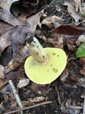Boletus pallidus image