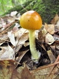 Amanita banningiana image