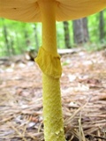 Amanita banningiana image