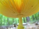 Amanita banningiana image