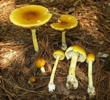 Amanita banningiana image