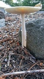 Amanita velatipes image