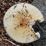Amanita velatipes image