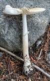 Amanita velatipes image