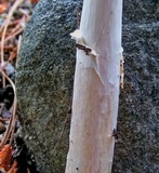Amanita velatipes image